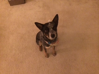 Professional Sock Thief, Loyal Friend, and Very Good Dog